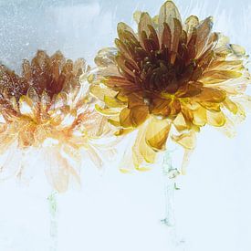 Orange chrysanthemum in ice 2 by Marc Heiligenstein