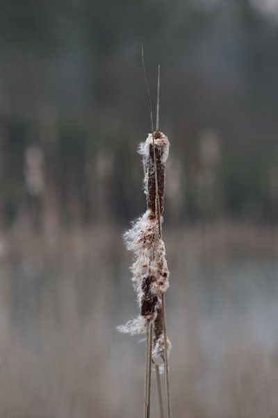 Lisdodde van John Kerkhofs