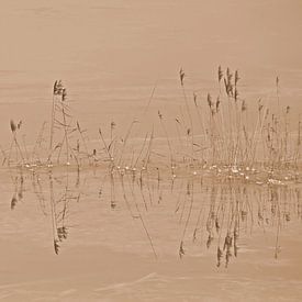 Reed in frozen high water in sepia by Jose Lok
