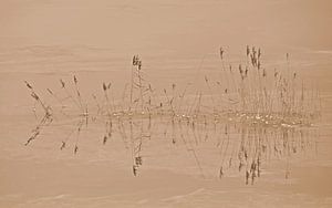 Schilf in gefrorenem Hochwasser in Sepia