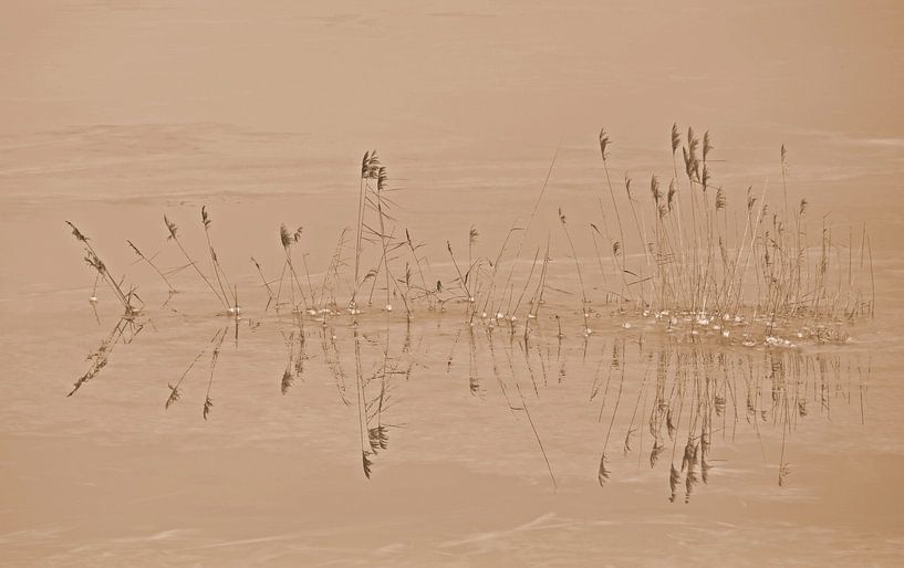 Reed in frozen high water in sepia by Jose Lok