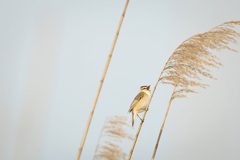 Reed warbler whistling among the reeds by SchumacherFotografie