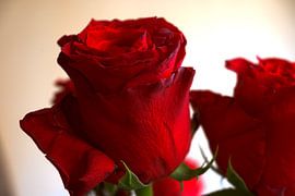 FLORAL : RED ROSES FOR WEDDING ANNIVERSARY by Photoart-Naegele