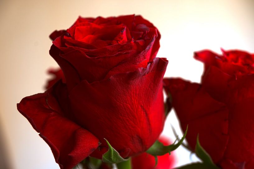 FLORAAL : RODE ROZEN VOOR HUWELIJKSVERJAARDAG van Photoart-Naegele