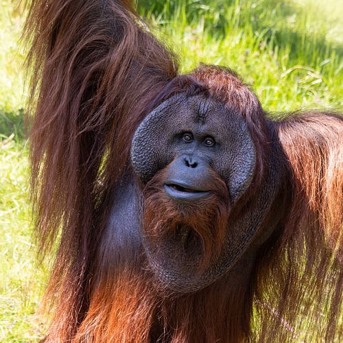 The King of the Rainforest