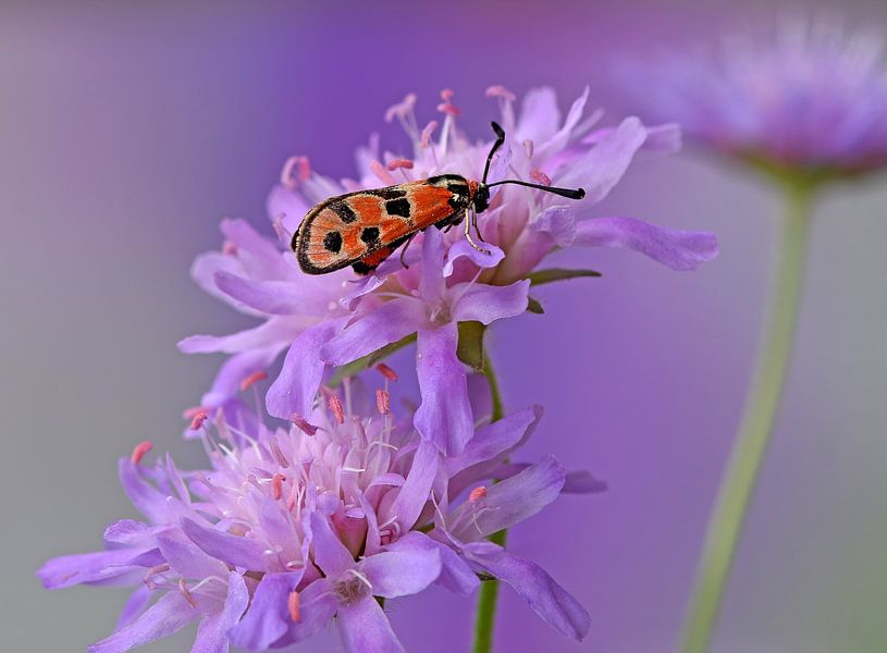 Aries by Wiltrud Schwantz