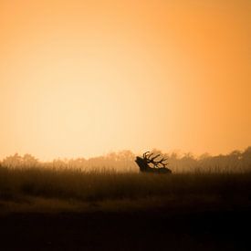 Bronze time by Danielle van Doorn