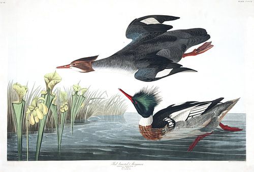 Middelste Zaagbek