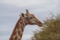 Large African Giraffe in Namibia, Africa by Patrick Groß thumbnail