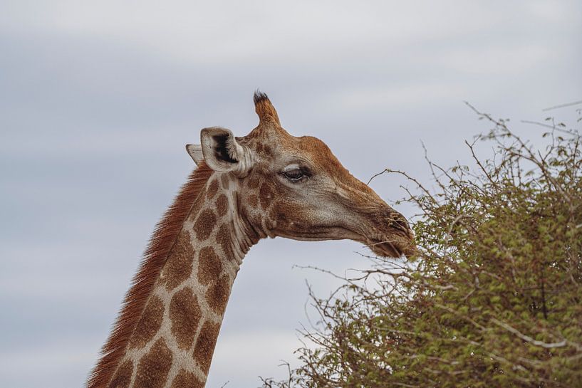 Large African Giraffe in Namibia, Africa by Patrick Groß