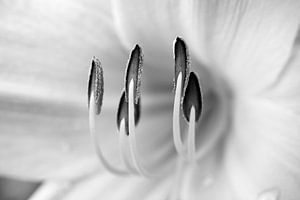 Lily Stamen in Black and White