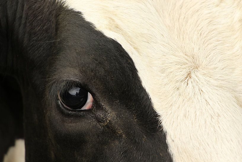 Cow close-up by Christel Smits