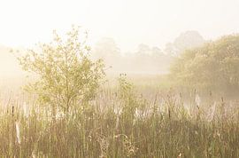 Sonnenaufgang Drenthe (Niederlande) von Marcel Kerdijk