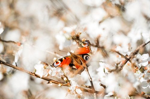 Vlinder Rustend op Bloesem in een Poëtische Lentescène