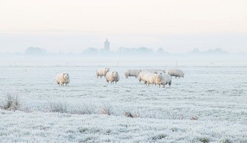Hollands winterlandschap met schapen en kerk