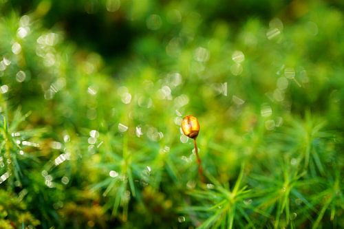 Growth - close up in the forest