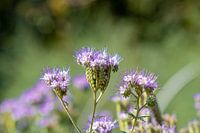 Phacelia Blume