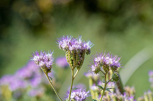 Phacelia bloem