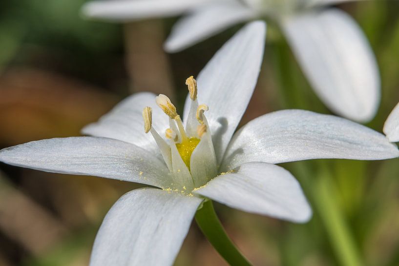 Flower von Tomas S.