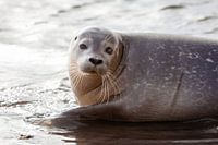 Zeehond