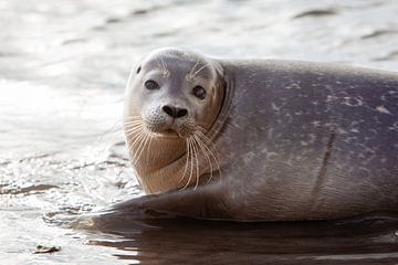 Seal by Gea de Boer