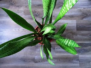 Kamerplant: Sansevieria 1