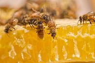 Honey Bees on Honey Comb by Iris Holzer Richardson thumbnail