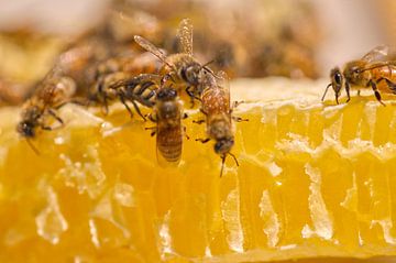 Honey Bees on Honey Comb by Iris Holzer Richardson