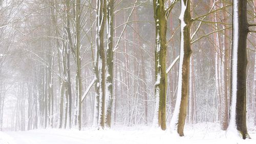 Forest landscape in the snow by Francis Dost