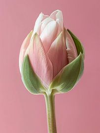 Elegant Pink Tulip by Bilge Paksoylu