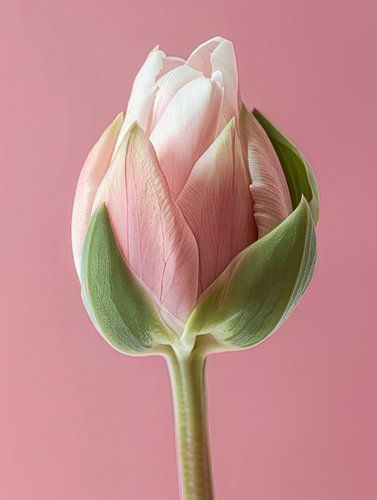 Élégante tulipe rose
