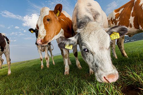 Curious grazing cows up close
