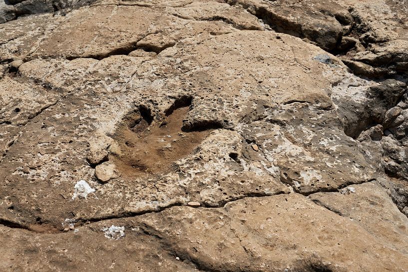 Traces of dinosaurs on the beach by Heiko Kueverling
