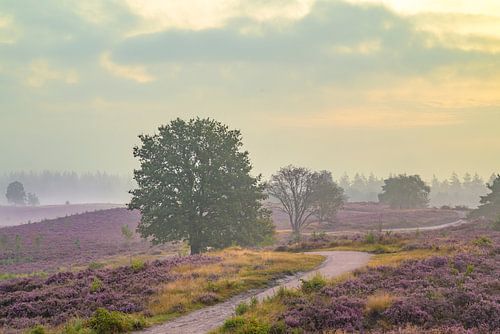 Zonsopgang boven een heidelandschap