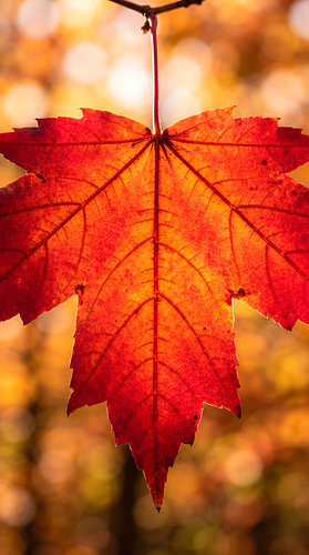 The Living Flame — Backlit Autumn Maple Leaf Showing Complete Vascular Network in Peak Color