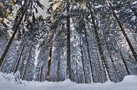 Winter in het bos van Eus Driessen thumbnail
