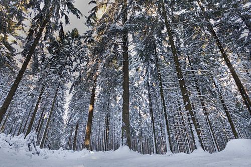 Winter in the forest