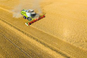 Combine harverster harvesting wheat during summer seen from above