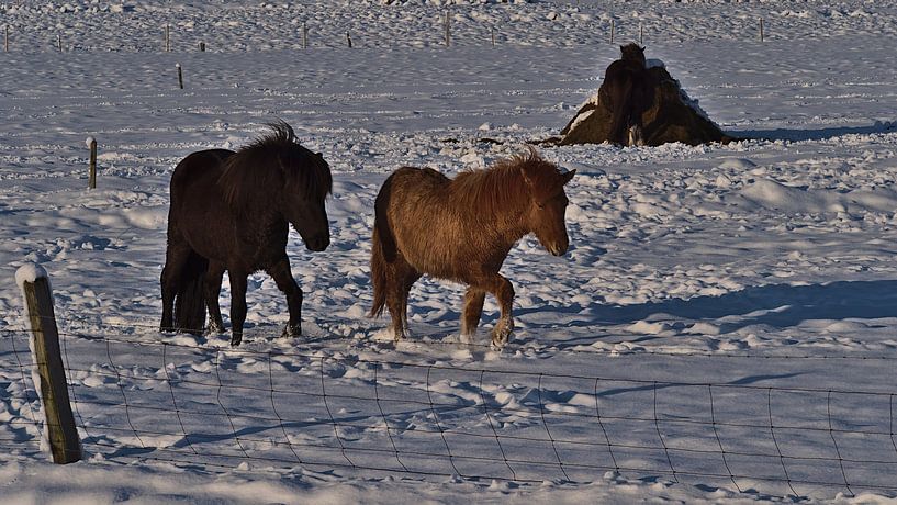 IJslandse paarden in de winter van Timon Schneider