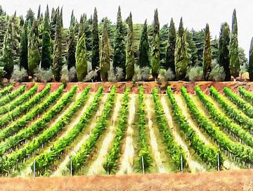Cypresses and Vineyard Umbria
