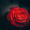 Rode roos, bloem in focus van Fotos by Jan Wehnert