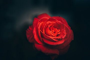 rote Rose, Blüte im Fokus von Fotos by Jan Wehnert