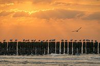 Möwen auf einem Wellenbrecher bei Sonnenuntergang von John van de Gazelle fotografie Miniaturansicht