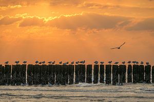 Mouettes sur un brise-lames au coucher du soleil