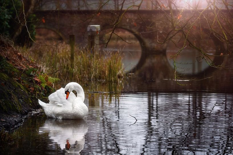 Elegante witte zwaan op een vijver van Chi