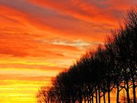 Row of poplars against flaming evening sky
