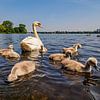 2016-06-07 Alster swans by Joachim Fischer