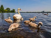 2016-06-07 Alster swans by Joachim Fischer thumbnail