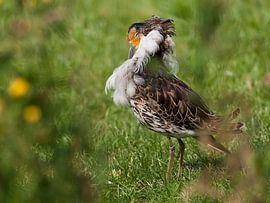 Kemphaan : Diergaarde Blijdorp van Loek Lobel