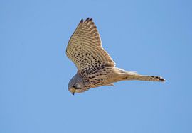 Biddende Torenvalk by Marcel Klootwijk